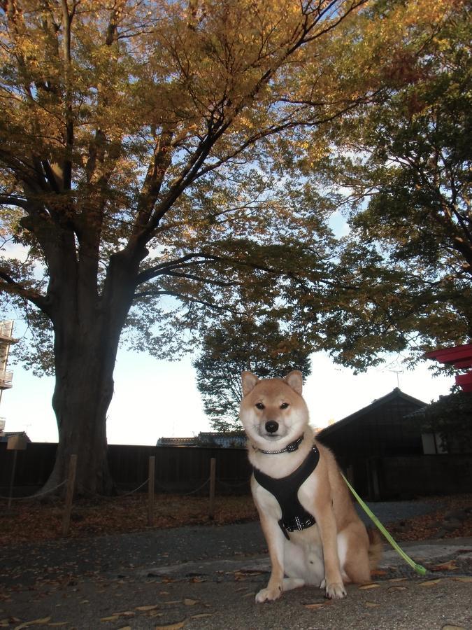 Kanazawa Share House Gaooo מראה חיצוני תמונה